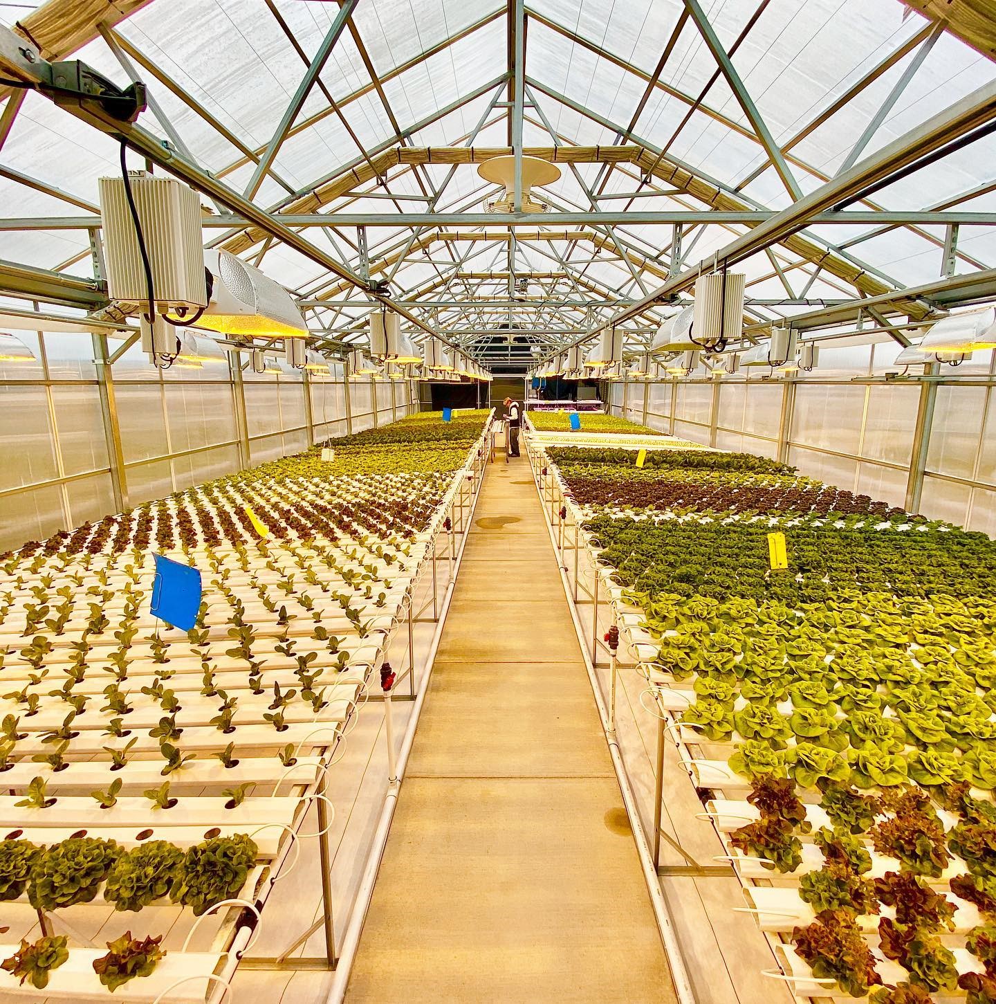 Vegetables & Fruits Commercial Greenhouses, Design, Construction