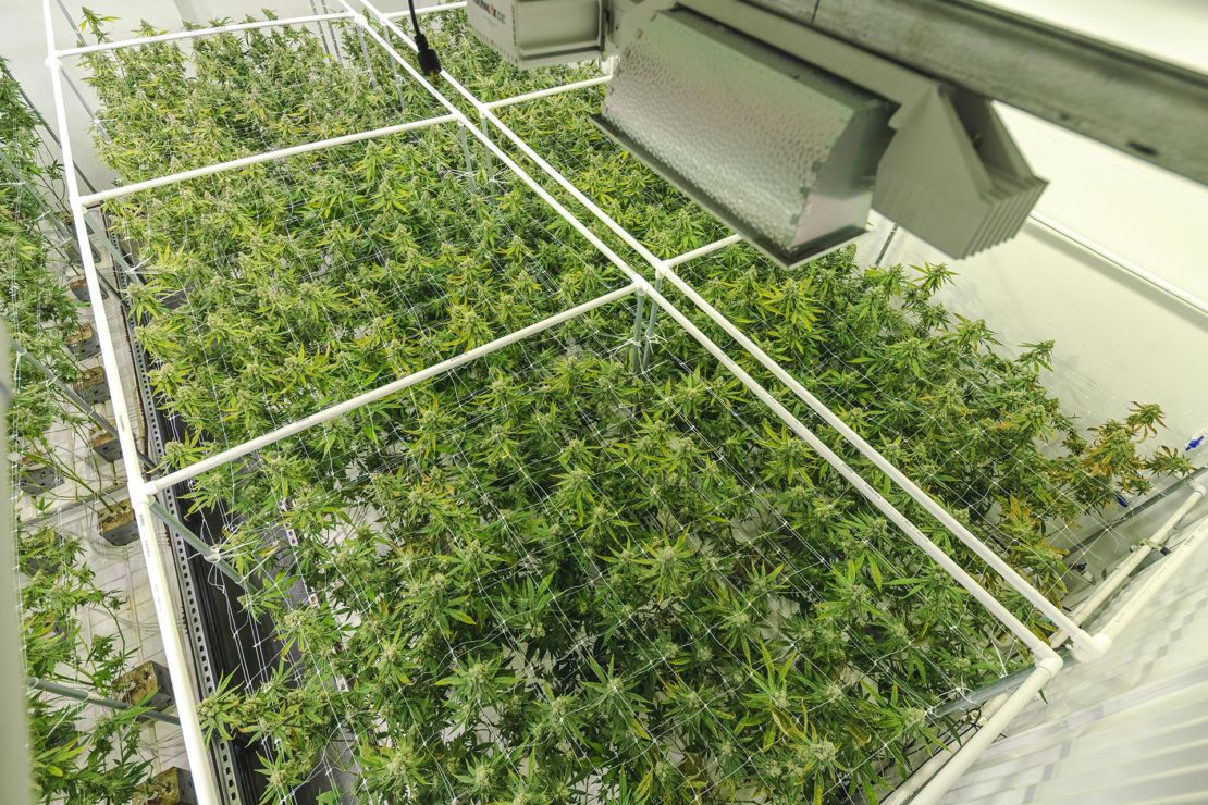 an aerial shot of a cannabis greenhouse with rows of cannabis trees