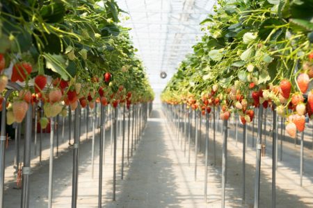 a shot of strawberry plants in rows in a greenhouse