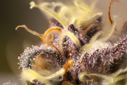 Macro detail of Cannabis flower trichomes (purple queen strain) vith visible resin glands, medical marijuana concept