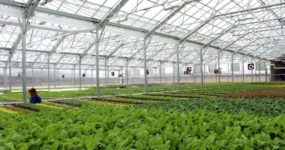 a shot from the inside of a greenhouse for Bright Farms – LMT