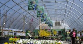 a shot of a Ground-to-Ground Greenhouse by Prospiant from the inside with a lady customer wearing pink tshirt looking at flowers in pots on the shelves