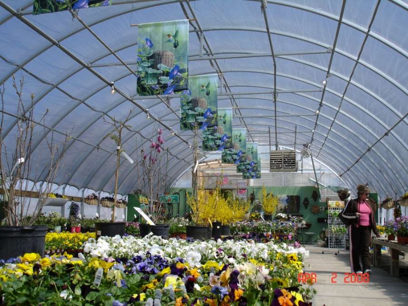 a shot of a Ground-to-Ground Greenhouse by Prospiant from the inside with a lady customer wearing pink tshirt looking at flowers in pots on the shelves