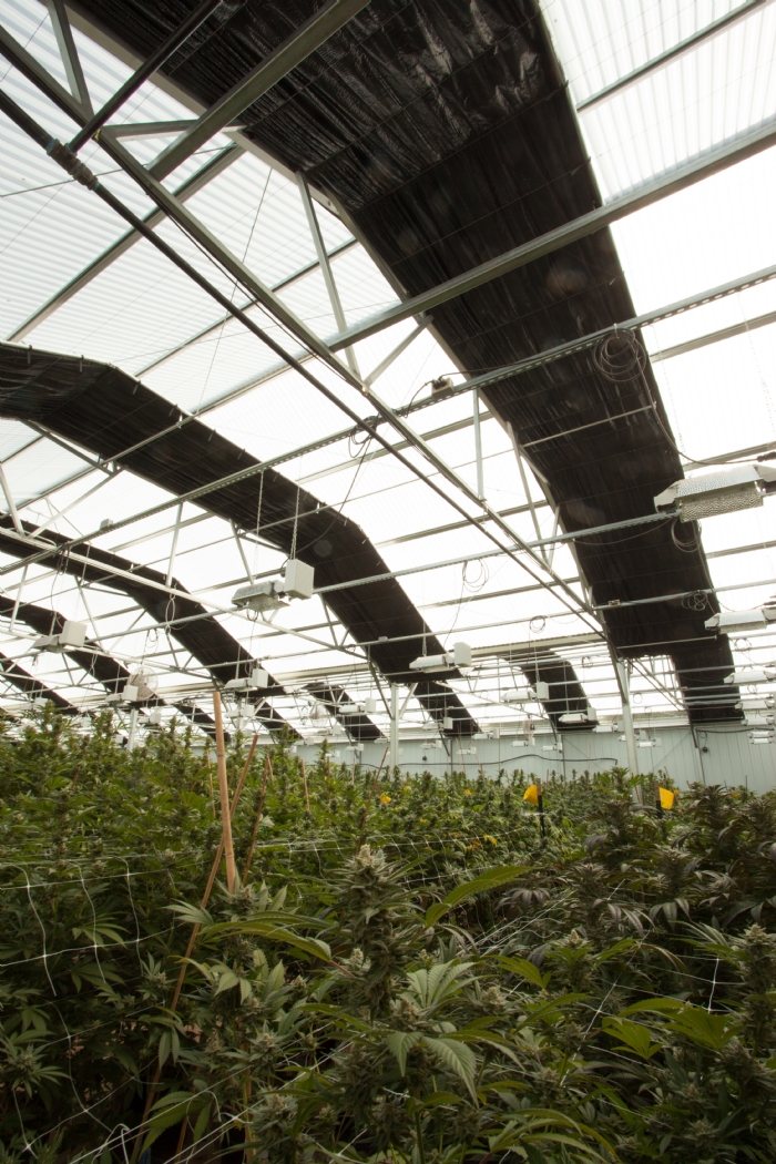 Greenhouse blackout curtains help induce flowering in some plants.