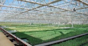 a shot of Flood Floors & Flood Benches in a greenhouse