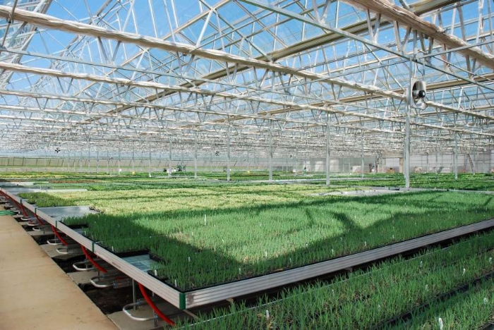 a shot of Flood Floors & Flood Benches in a greenhouse