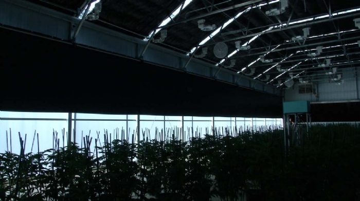 Use light deprivation curtains along the sidewalls and roof of your greenhouse.