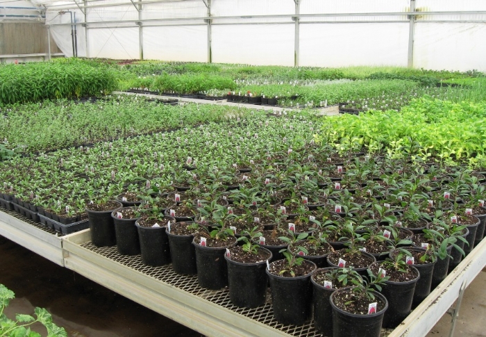 a shot of potted plants on Palletized Rolling Benches in a greenhouse