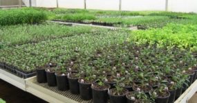 A shot of pot plants organized on palletized rolling planks in the middle of the greenhouse