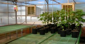 a shot of a greenhouse with NexBench by Prospiant with potted plants on top