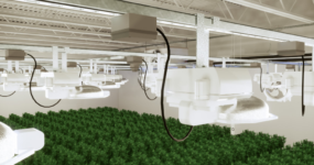 A shot of a Retail Lighting in a greenhouse for Cannabis cultivation