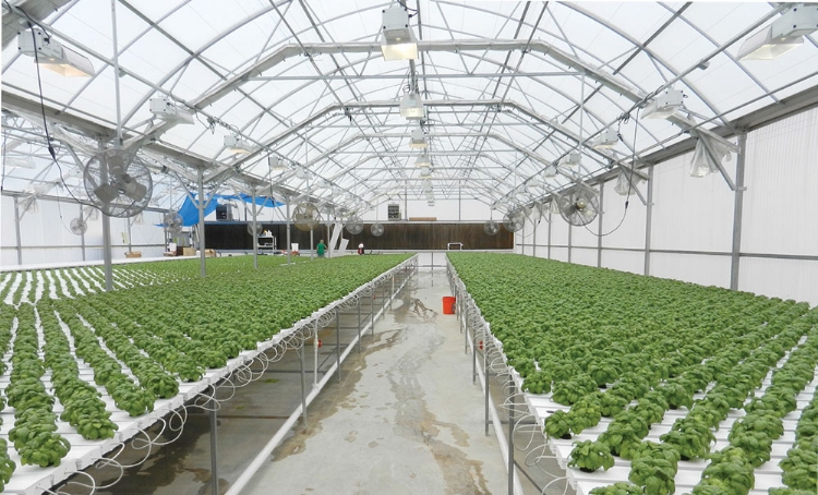 A shot of plants inside of the Stone Creek Hydroponics greenhouse