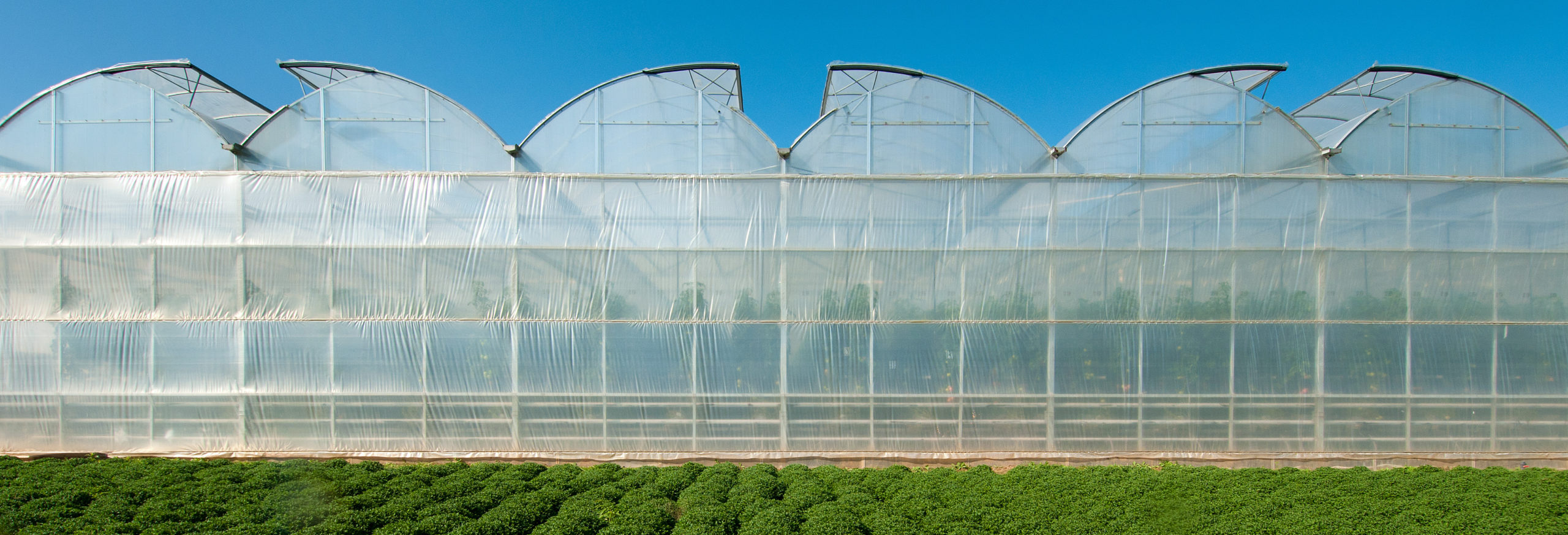 Commercial Greenhouses The Poly Arch SQ Greenhouse