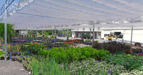 A shot of The Flat Roof Fixed Shade greenhouse by Prospiant with flowers and plants in pots arranged on the ground.