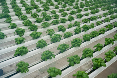 a shot of rows of vegetables on hydroponic trenches in a greenhouse