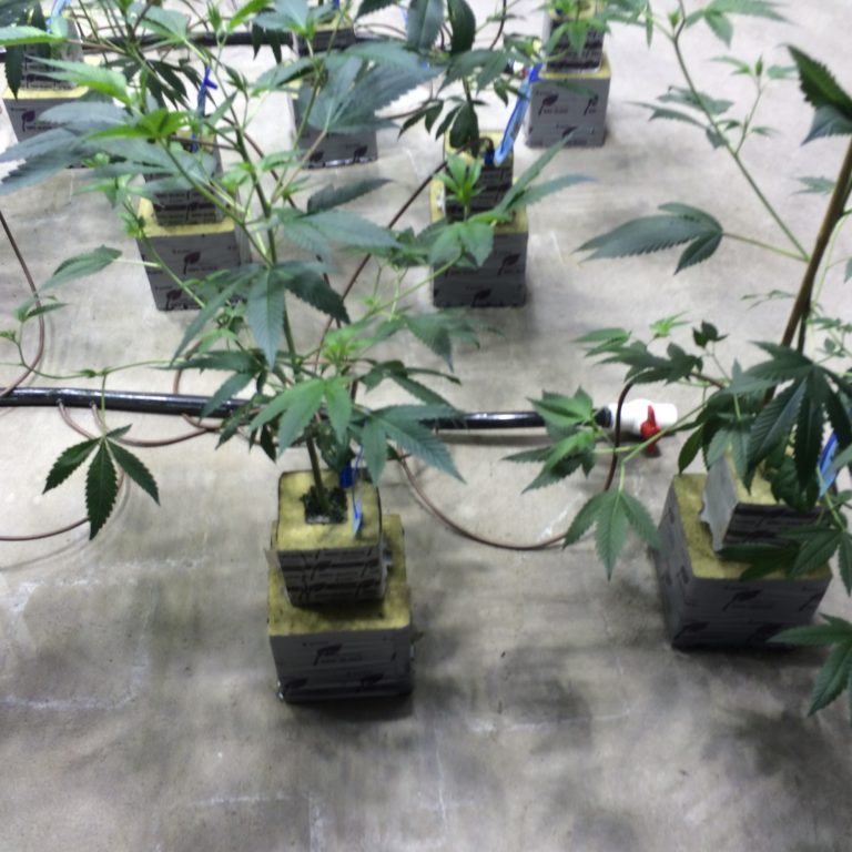 Commercial Greenhouse Supplies Prospiant Growing Solutions