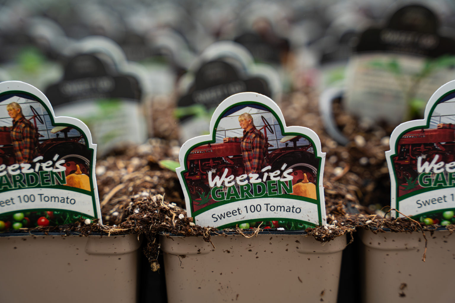 Lucas Greenhouse Thrives with Vail Atrium Prospiant