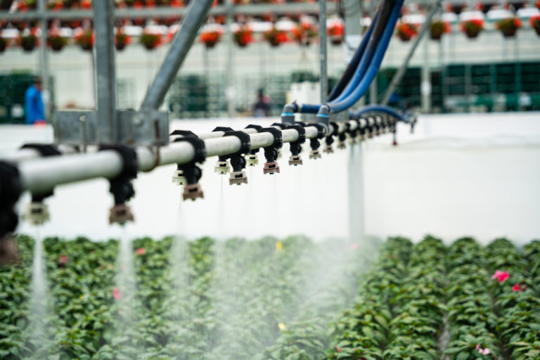Lucas Greenhouse Thrives with Vail Atrium Prospiant