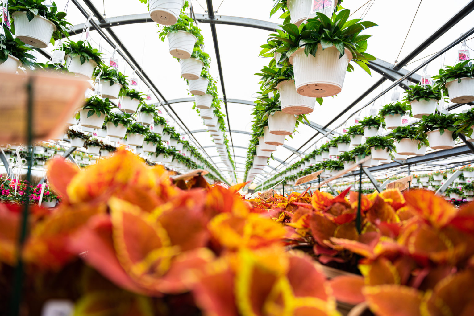 Lucas Greenhouse Thrives with Vail Atrium Prospiant