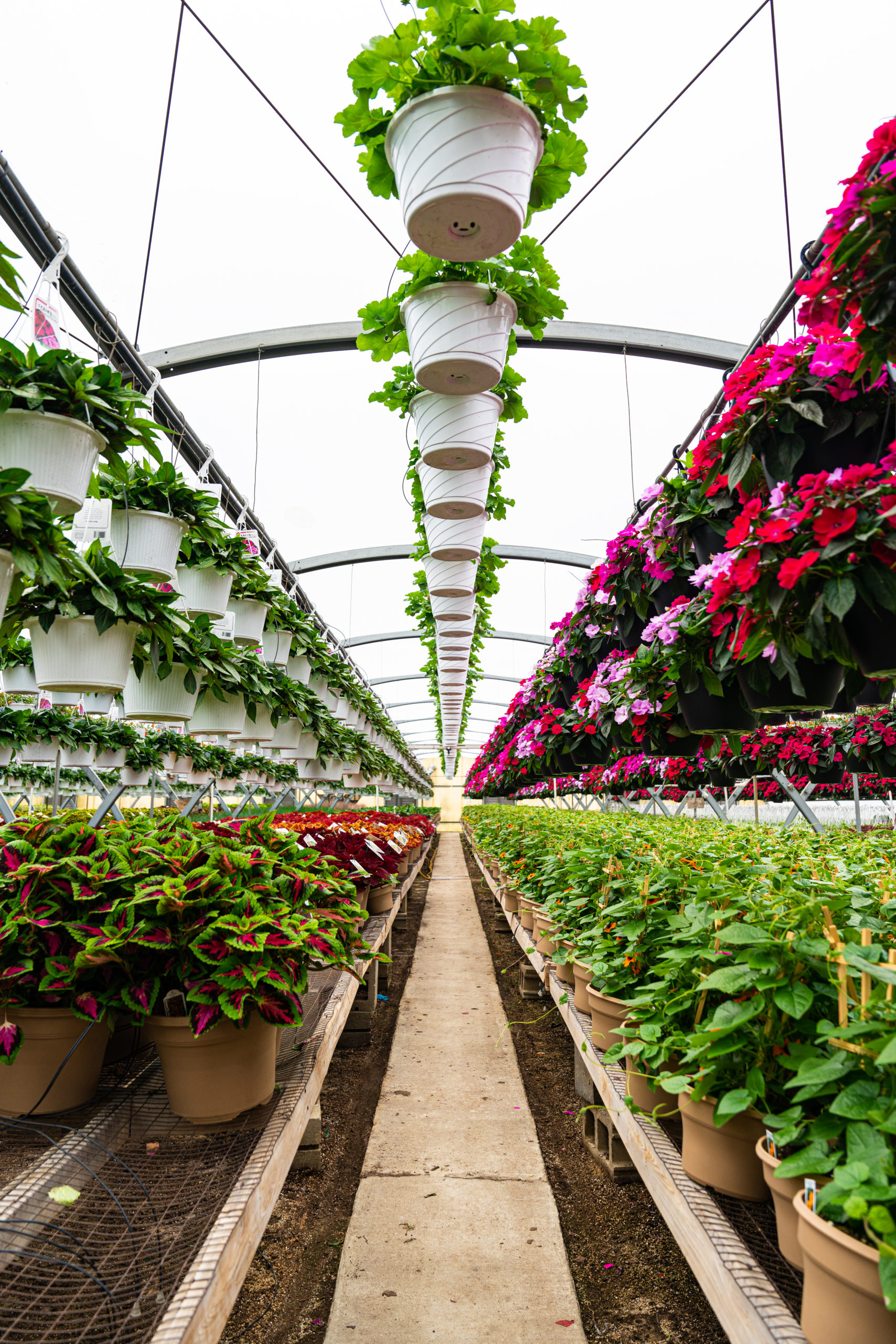 Lucas Greenhouse Thrives with Vail Atrium Prospiant