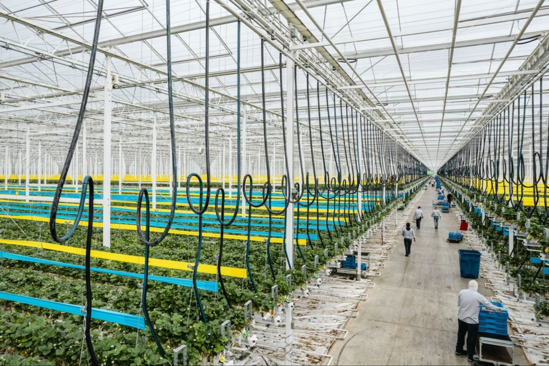Strawberry greenhouse with irrigation lines and trough system.