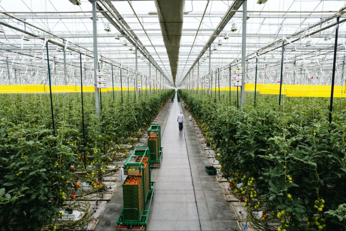 The Future Commercial Greenhouse Farming Prospiant the-future-commercial-greenhouse-farming-prospiant