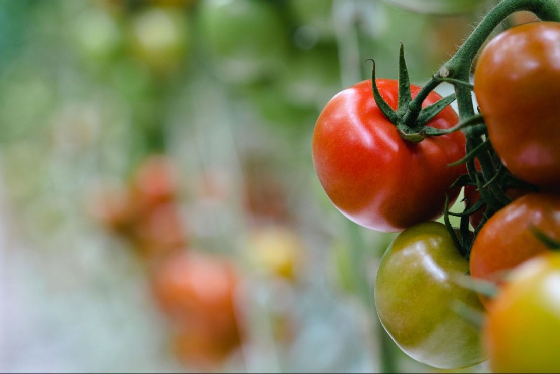 Steps for Growing Tomatoes Successfully in San Antonio Texas