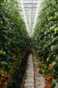 a shot of a worker standing on a railed platform picking tomato from a line of tomato trees