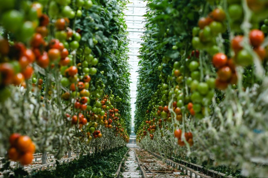 Trellised tomatoes growing in a commercial vegetable greenhouse.
