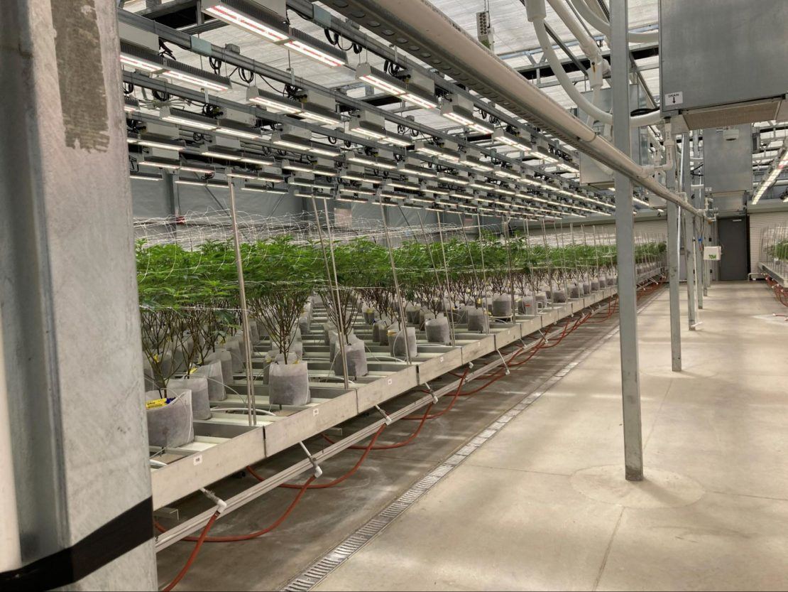 Indoor cannabis cultivation operation showing benching and irrigation 