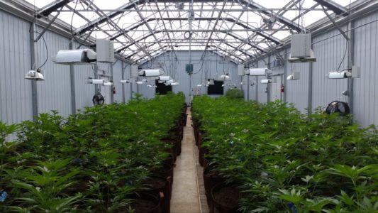 a shot of the inside of a greenhouse with rows of trees on both sides of the greenhouse