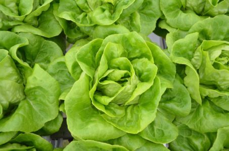 a close up shot of a lettuce grown in a hydroponic greenhouse