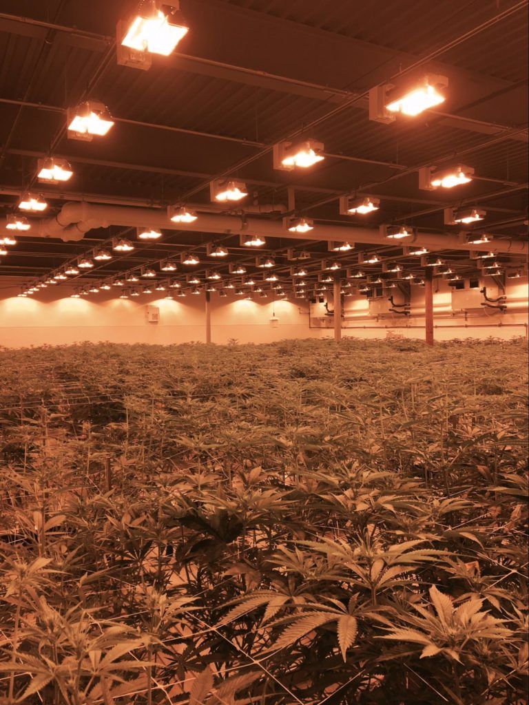 Indoor cannabis grow with bank of HPS lights