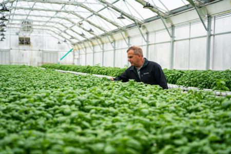 a shot of a male worker inspecting the leaves of a plant grown in a greenhouse