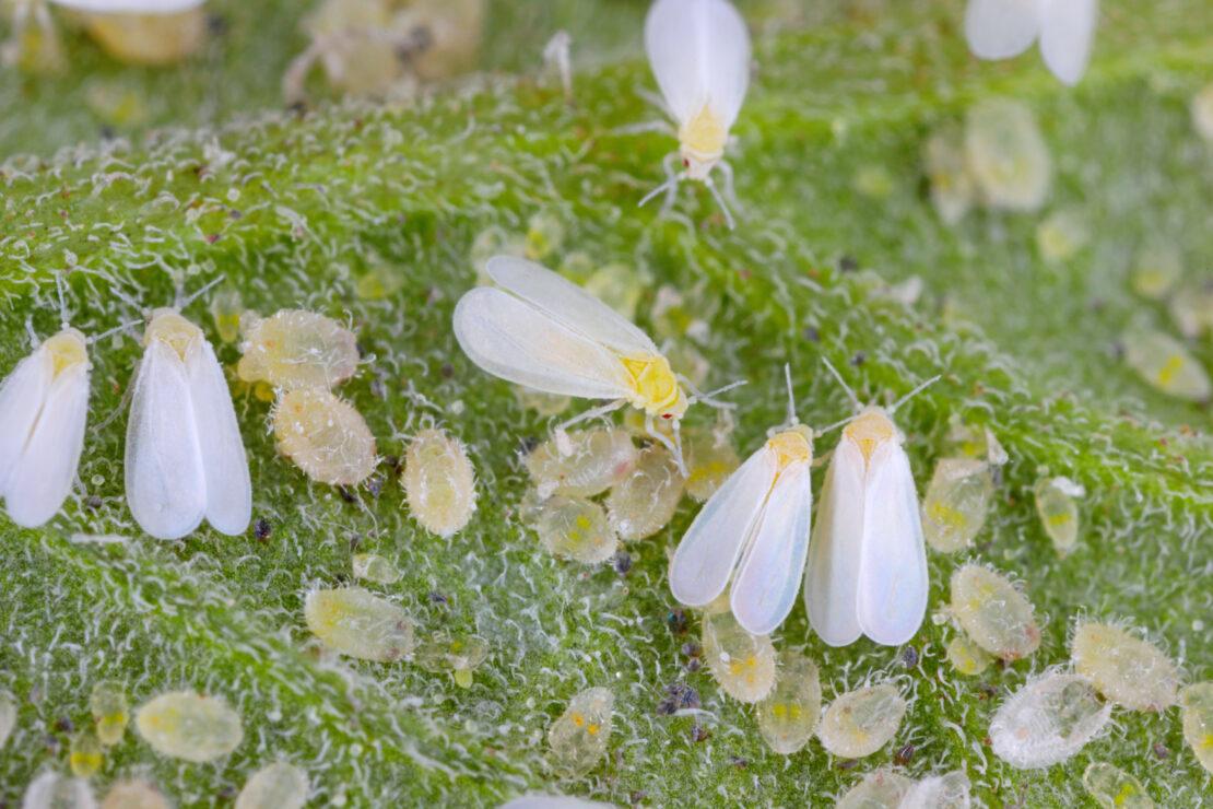 Adults, larvae and pupae of Greenhouse whitefly (Trialeurodes vaporariorum) on the underside of tomato leaves. It is a currently important agricultural pest.