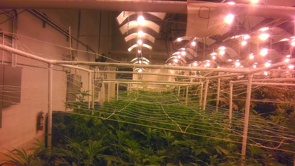 Trellised cannabis grow with HPS lighting