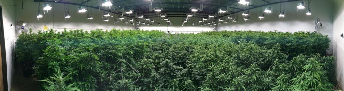 An indoor cannabis grow room with supplementary lighting
