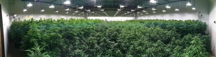 a wide shot of cannabis cultivated in a controlled environment greenhouse