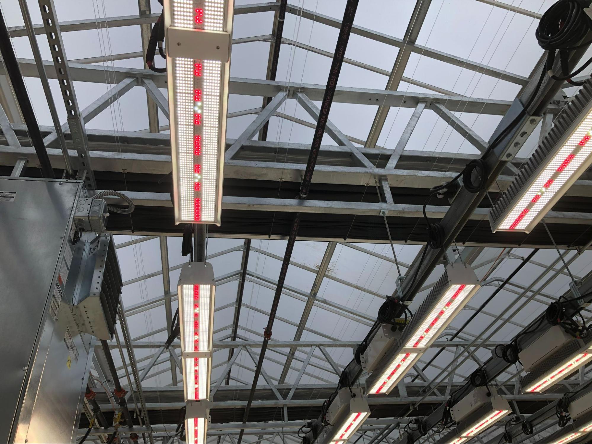 a shot of the LED lighting in a greenhouse