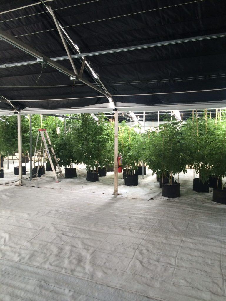 Blackout curtains used for a cannabis grow