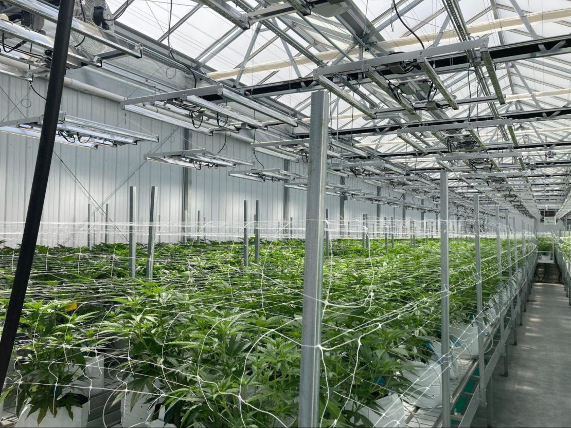 Indoor cannabis crop in vegetative stage of growth
