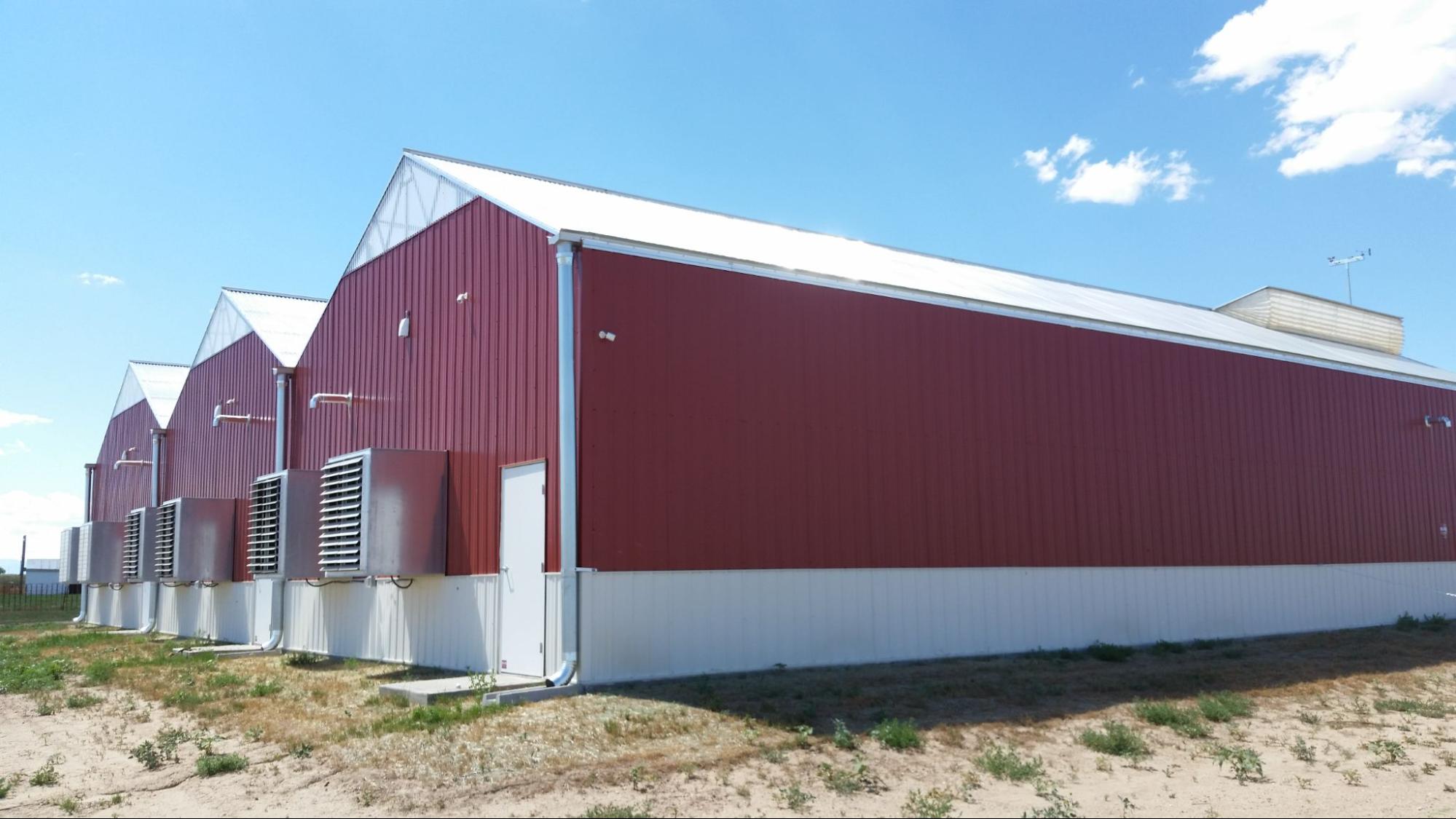 Row of three gutter-connected greenhouses with red sidewalls at an indoor cannabis cultivation operation