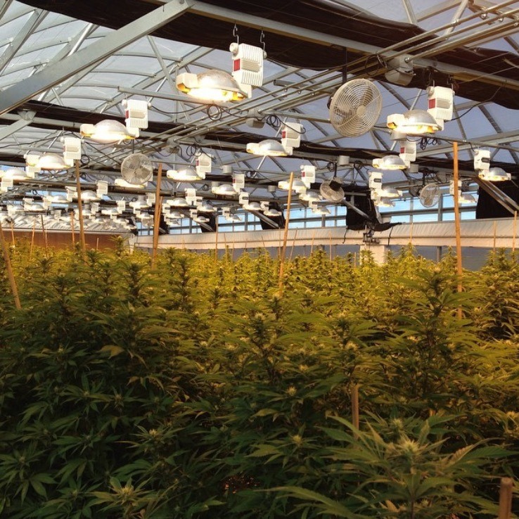 Example of HPS lighting in a cannabis greenhouse