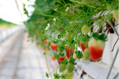Strawberries growing in hydroponic greenhouse