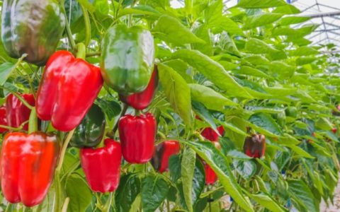 a shot of a red bell pepper tree in a vegetable greenhouse