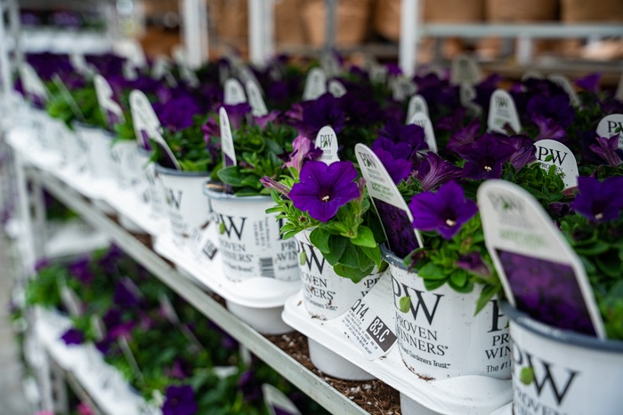 Multiple pots of purple flowers on shelf