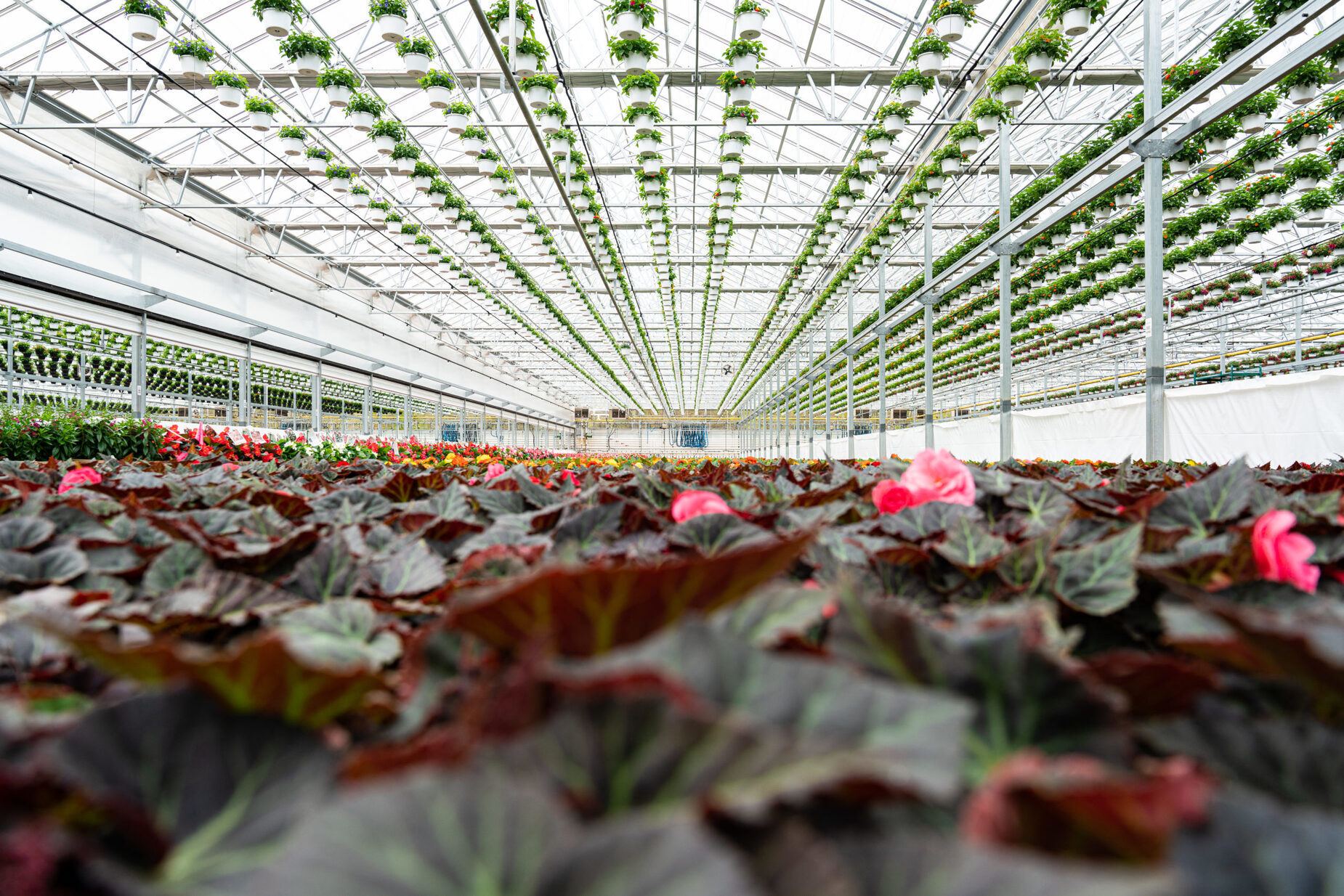 Lucas Greenhouse Thrives with Vail Atrium Prospiant