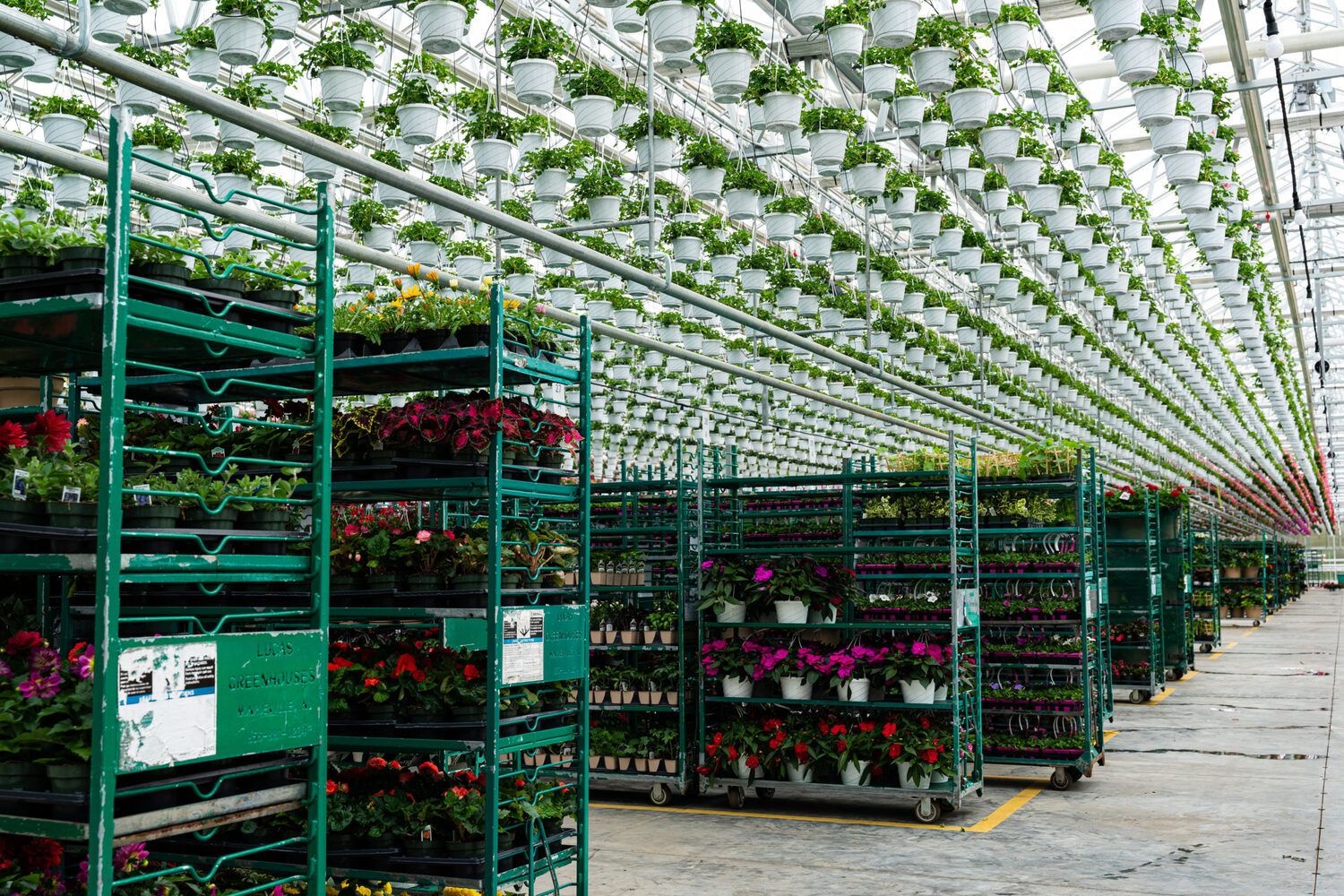 Lucas Greenhouse Thrives with Vail Atrium Prospiant