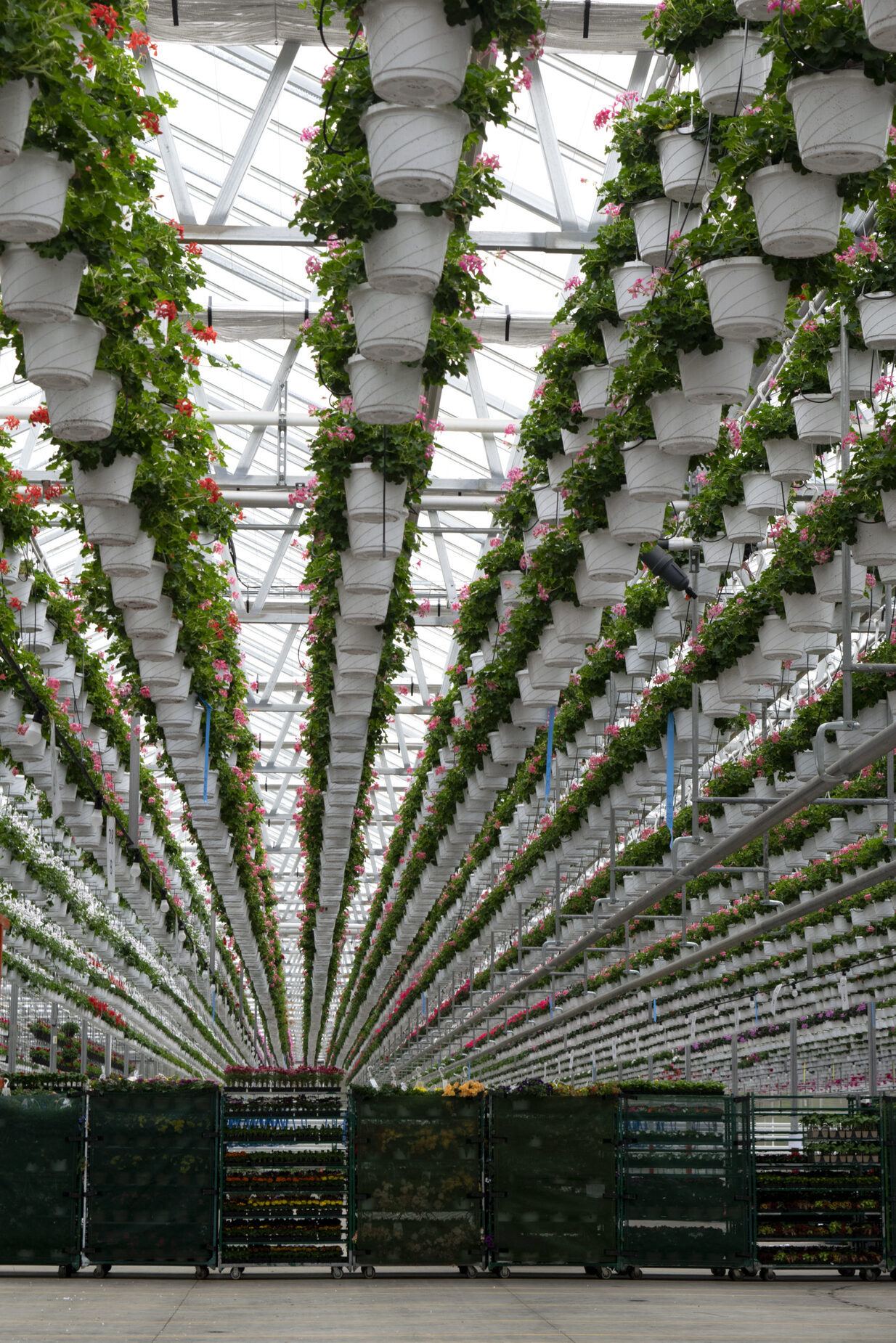 Lucas Greenhouse Thrives with Vail Atrium Prospiant