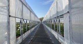 Windjammer greenhouses at Lucas Greenhouses, NJ showing side venting.